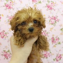 ティーカップ級の極小サイズ？！トイプードル・女の子！