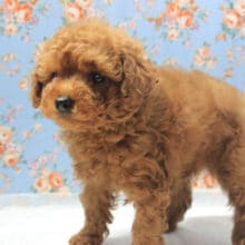 一目惚れ必至！！美男子トイプー入舎しました！