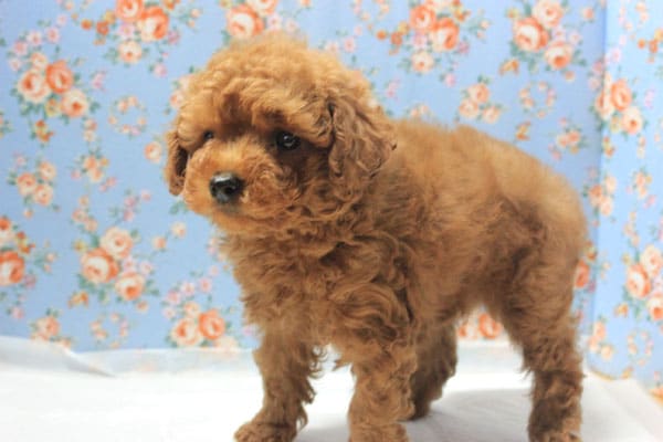 一目惚れ必至！！美男子トイプー入舎しました！