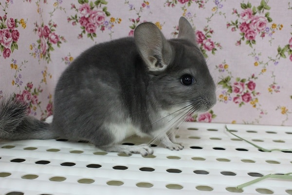 当店推しカラー！チンチラヴァイオレット・女の子！