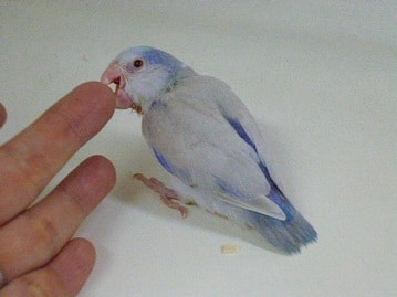 マメルリハ　コバルトバイオレットファロー２０２０年５月生まれ