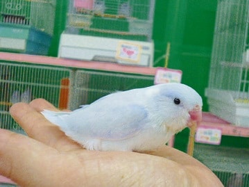 マメルリハ　アメリカンホワイトパイド　２０２０年５月生まれ