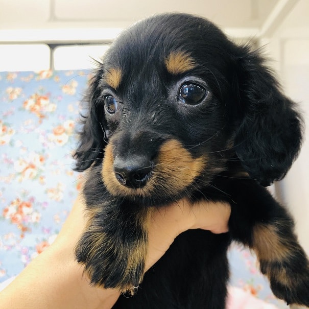 可愛いお顔のダックスちゃんがきましたよ💛