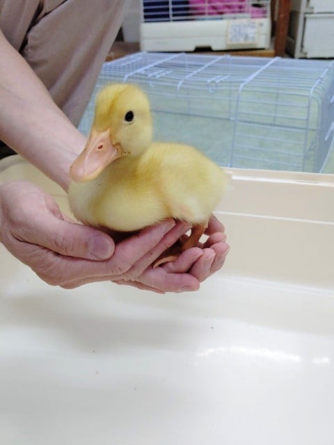 アヒルさん♪2020年6月7日