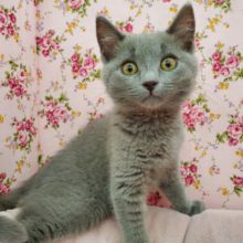 最新画像！遊び好きシャルトリュー♪