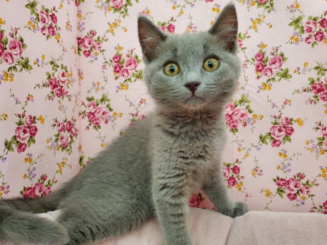 最新画像！遊び好きシャルトリュー♪