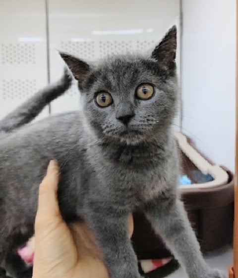 ブリティッシュショートヘアー 女の子♪