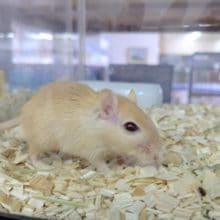 カラージャービル オレンジ