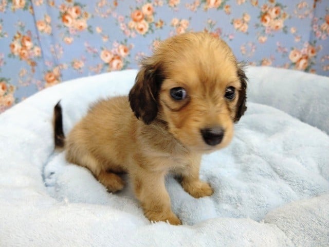 ちまっと！カニンヘンダックス♪