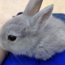 ミニウサギ♪