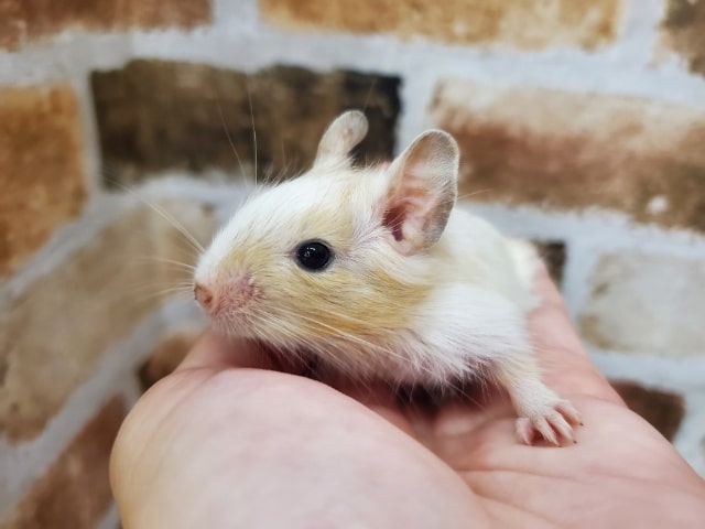 三兄弟デグー♪No.3