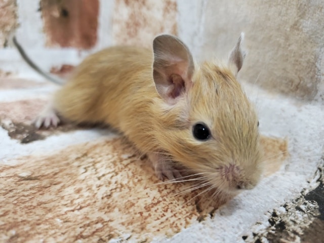 三兄弟デグー！No.2