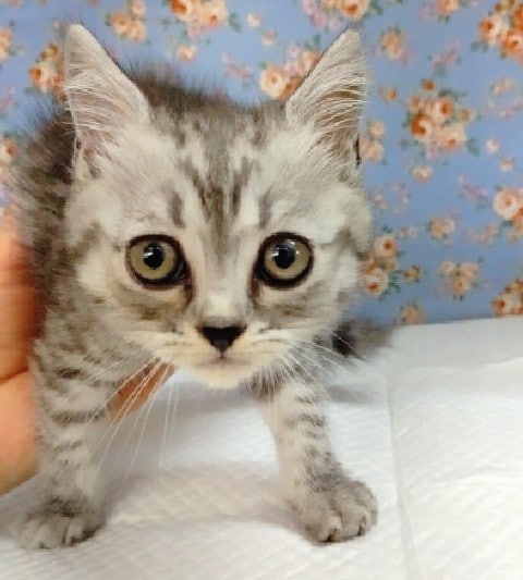 スコティッシュフォールド 男の子