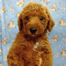 最新画像！トイプードル 男の子♪