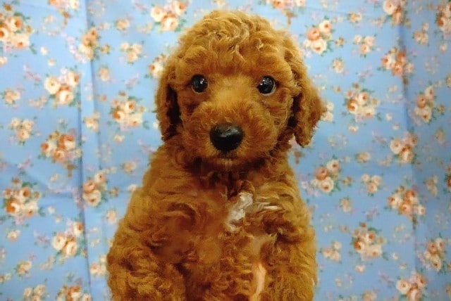 最新画像！トイプードル 男の子♪