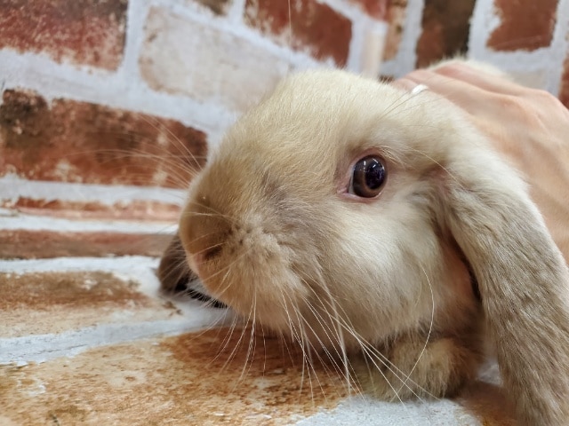 最新画像☆マイペースなロップイヤー♪