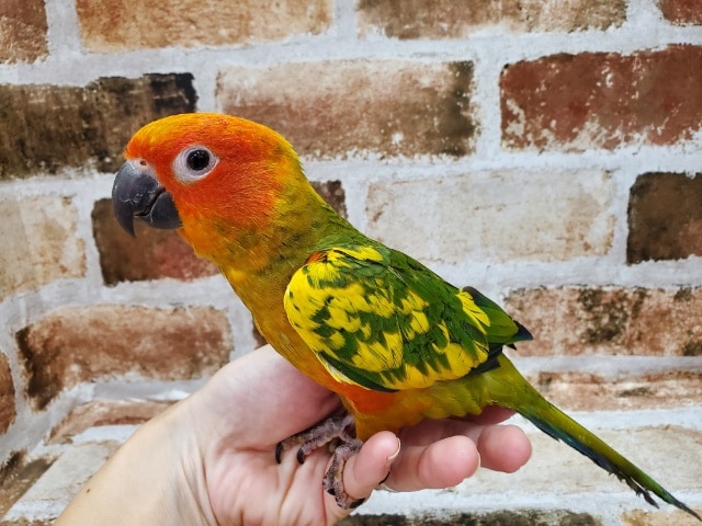 最新画像☆コガネメキシコインコさん♪