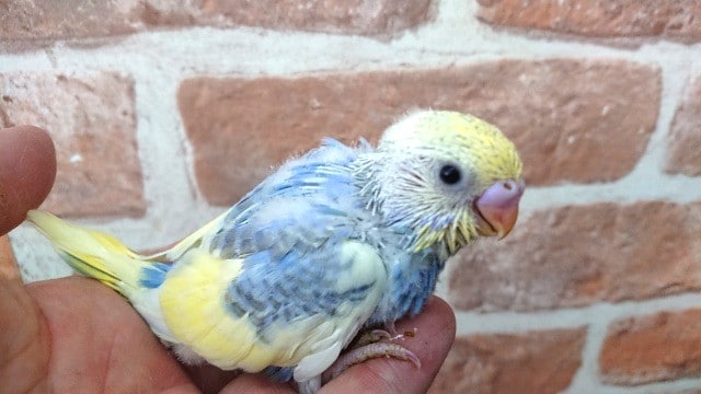 キレイですねぇ～セキセイインコ（レアカラーです