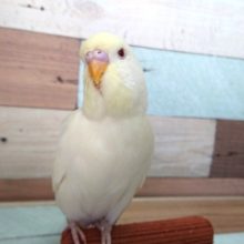 立派です！ジャンボセキセイインコ（クリーム）！！