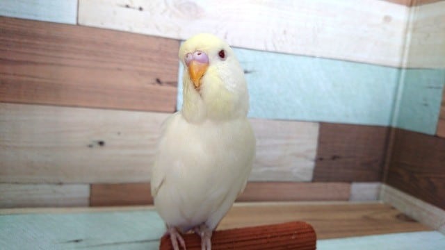 立派です！ジャンボセキセイインコ（クリーム）！！