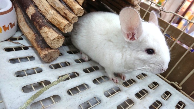 牧草片手に、おっとりマイペース　チンチラ（パイド）～