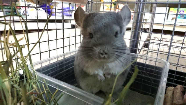 文句言いながらも甘えるタイプです　チンチラ（バイオレット）～～