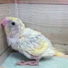 レアカラーなセキセイインコ（レインボー　スパングルｘパイド）～