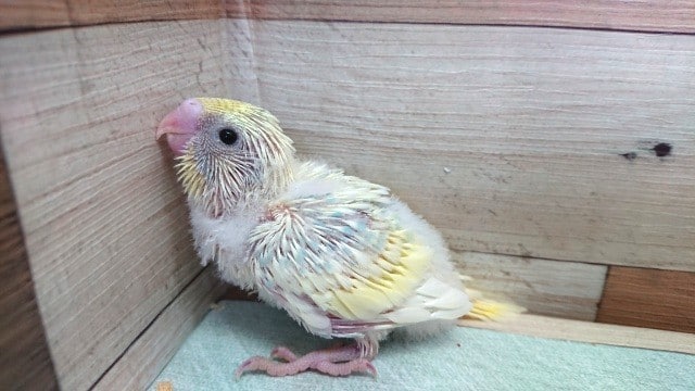 レアカラーなセキセイインコ（レインボー　スパングルｘパイド）～