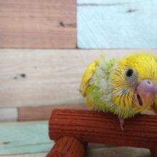 個性が光りますよ！セキセイインコ（スパングルｘパイド）