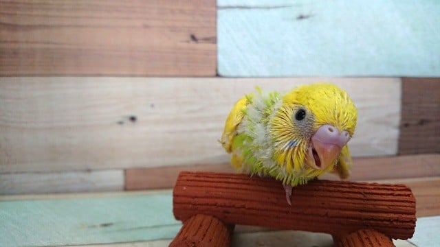 個性が光りますよ！セキセイインコ（スパングルｘパイド）