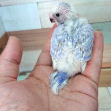 キレイな配色！セキセイインコ（スパングル）！