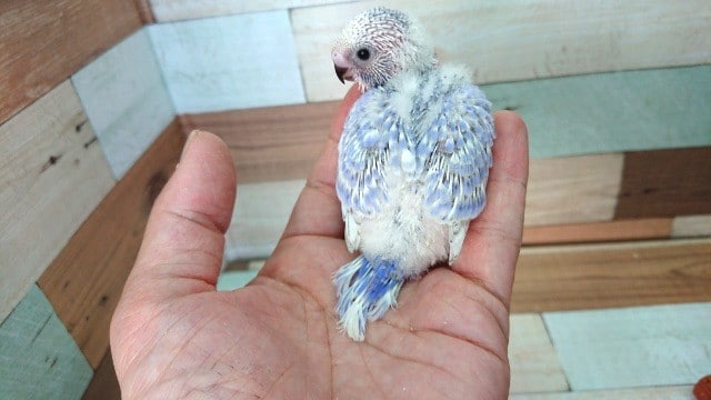 キレイな配色！セキセイインコ（スパングル）！