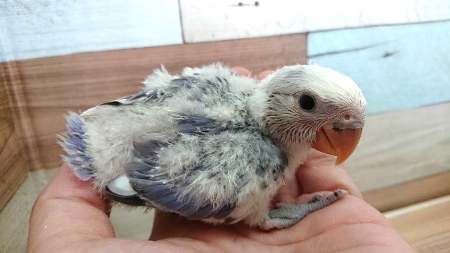 どうなりますかね～？？　コザクラインコ（バイオレットオパーリン