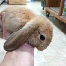 やはり良いですねぇ～　ロップイヤーしかもオレンジです！