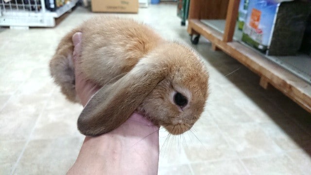 やはり良いですねぇ～　ロップイヤーしかもオレンジです！