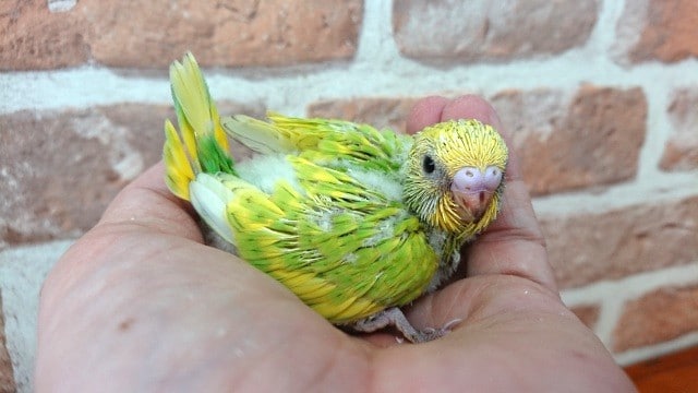 華やか！鮮やかなセキセイインコ（スパングル）になります！