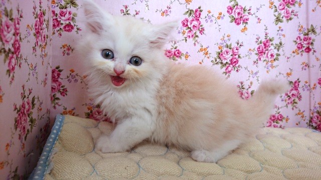 超美にゃんこっ！！スコティッシュフォールド～～