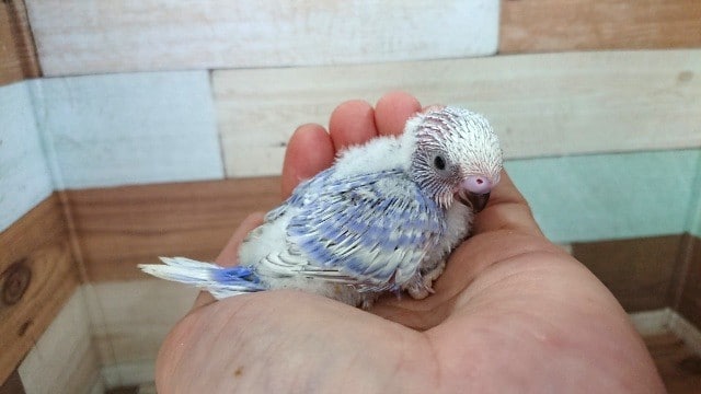 安定の人気です！セキセイインコ（スパングル）～～