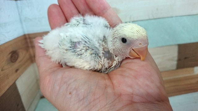 どんな風にそだってくれるのでしょう？？コザクラインコ（ブルーチェリークリームパイド）