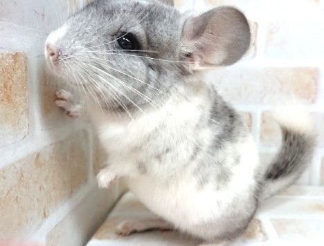 ポーズ大好き☆チンチラ（パイド）～～