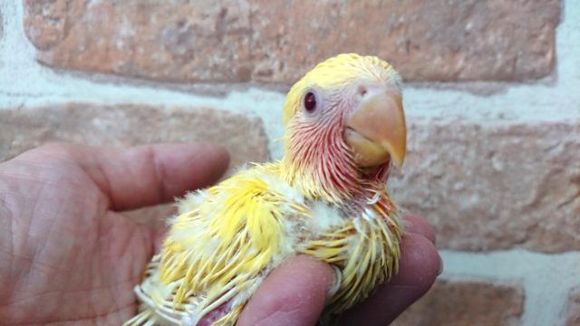 物怖じしません！！小桜インコ（ゴールデンルチノー）～～