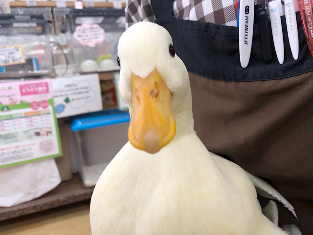 超ホヤホヤ最新画像♪美人コールダック〜！