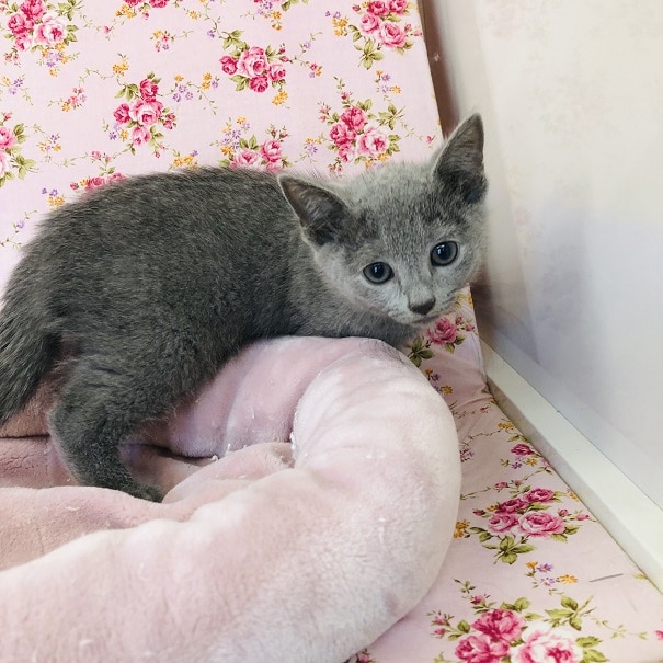 綺麗なブルー！ロシアンブルーちゃんが来ました♪