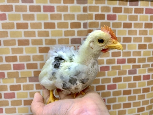 ゴイシチャボ 大きくなってきました！  6月25日