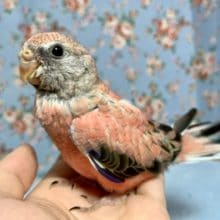 アキクサインコ ローズ  6月7日