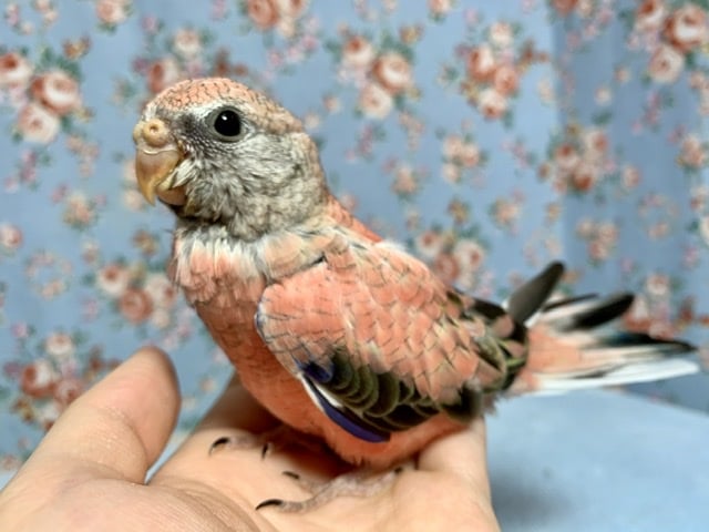 アキクサインコ ローズ 6月7日