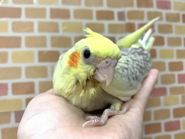 手乗りオカメインコ シナモンパールパイド 6月11日