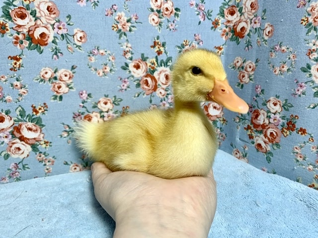 アヒル  ヒヨコ   6月2日