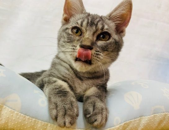 好奇心が旺盛すぎるアメリカンショートヘア♪