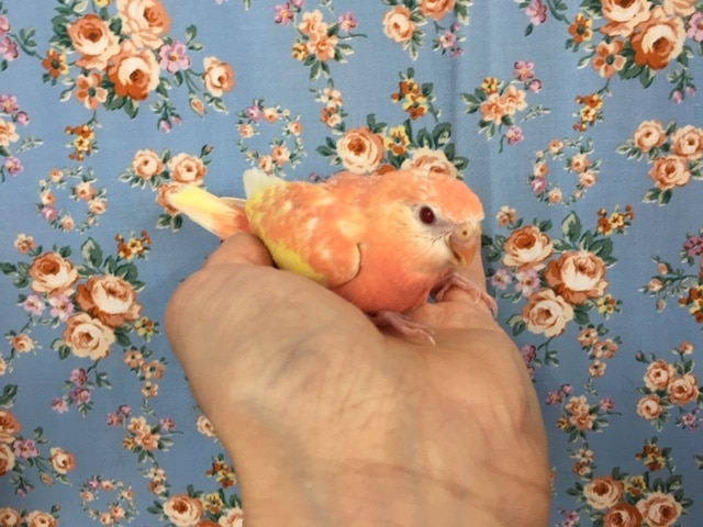 アキクサインコ（ルビノー）　２０２０年４月生まれ